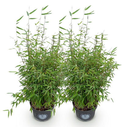 Green boutiQ - Grassen - Fargesia nitida Red Dragon - Niet Woekerende Bamboe - Bladhoudend - Groen - 2 Planten - Pot 23 cm - Hoogte 80 cm