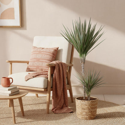 Dracaena Marginata Bicolor - Drakenbloedboom - pot 21cm - hoogte 90-100cm
