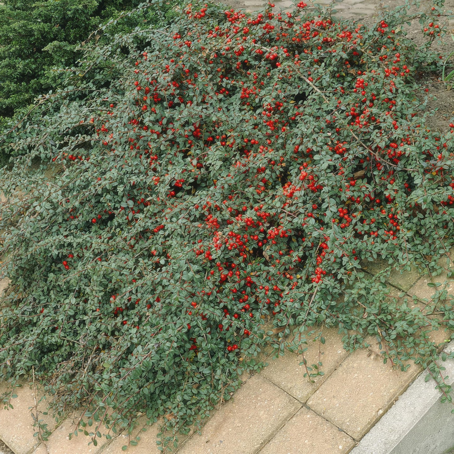 Cotoneaster dammeri - Dwergmispel