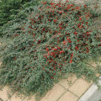 Cotoneaster dammeri - Dwergmispel