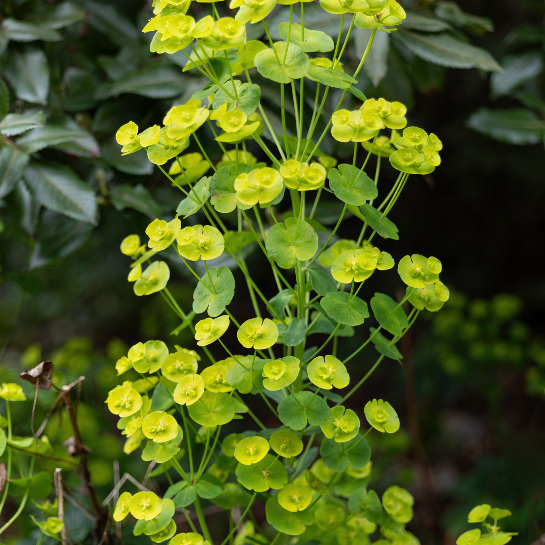 Euphorbia amygdaloides 'Robbiae' - Wolfsmelk