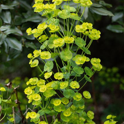 Euphorbia amygdaloides 'Robbiae' - Wolfsmelk