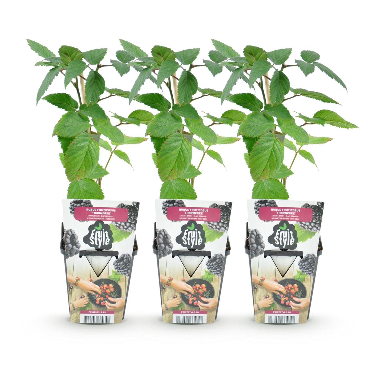 Rubus 'Thornfree' - Doornloze zwarte Braam