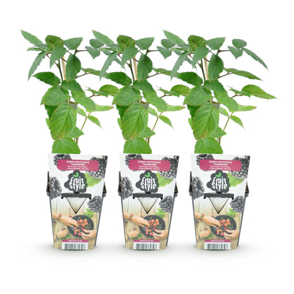 Rubus 'Thornfree' - Doornloze zwarte Braam