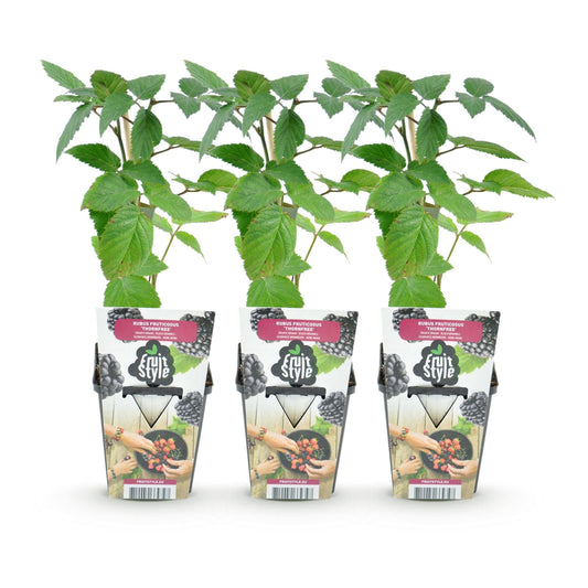 Rubus 'Thornfree' - Doornloze zwarte Braam