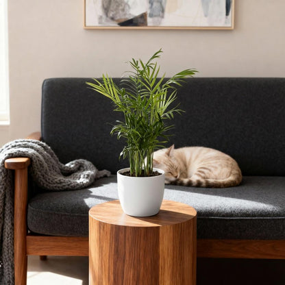 Green boutiQ - Kamerplant - Chamaedorea elegans - Goudpalm - Huisdiervriendelijke Plant - Groen - 1 Plant - met Potter Wit - Pot 12cm - Hoogte 15cm