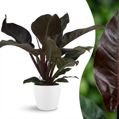Green boutiQ - Kamerplant - Philodendron - Philodendron Imperial Red - Rood - Weinig onderhoud - 1 Plant - met Potter Wit - Pot 19cm - Hoogte 60cm