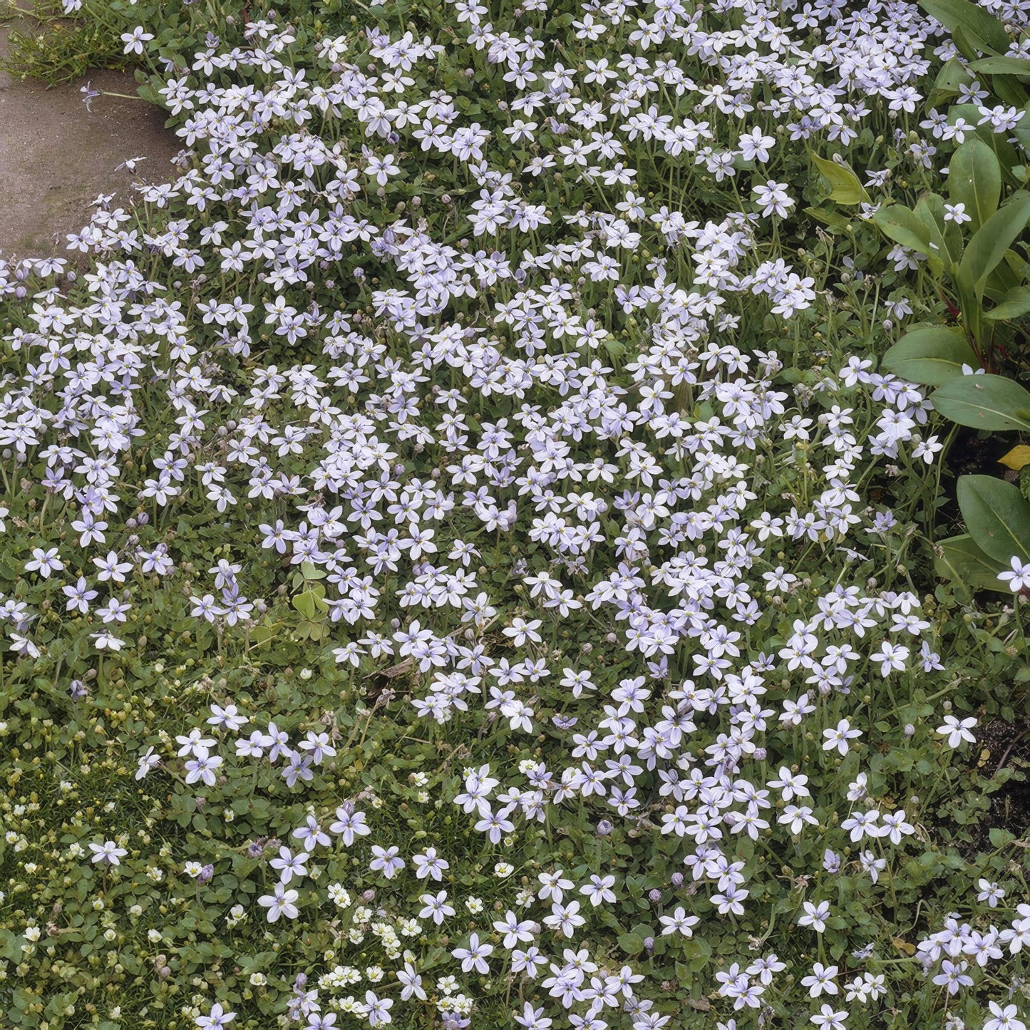 Isotoma fluviatilis - Sterretjesmat