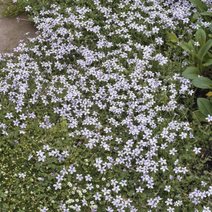 Isotoma fluviatilis - Sterretjesmat
