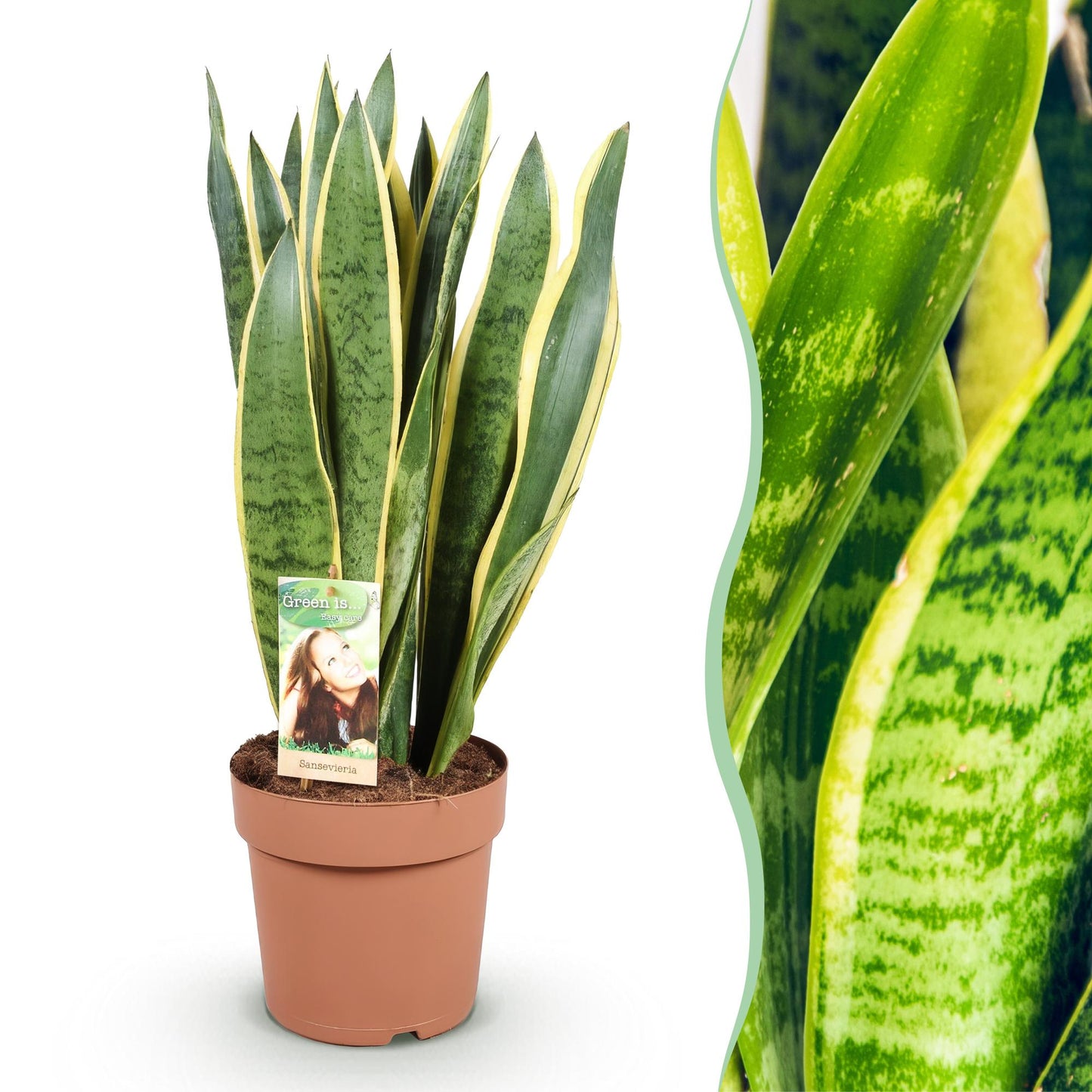 Sansevieria Laurentii - Vrouwentong - pot 21cm - hoogte 70-80cm