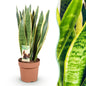Sansevieria Laurentii - Vrouwentong - pot 21cm - hoogte 70-80cm