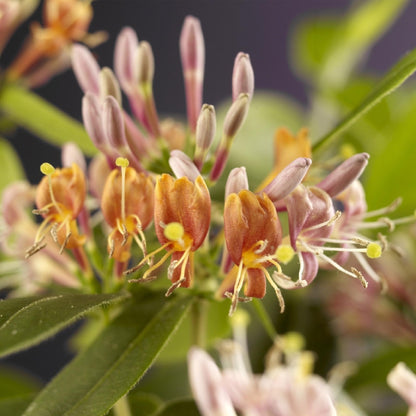 Lonicera henryi - Kamperfoelie