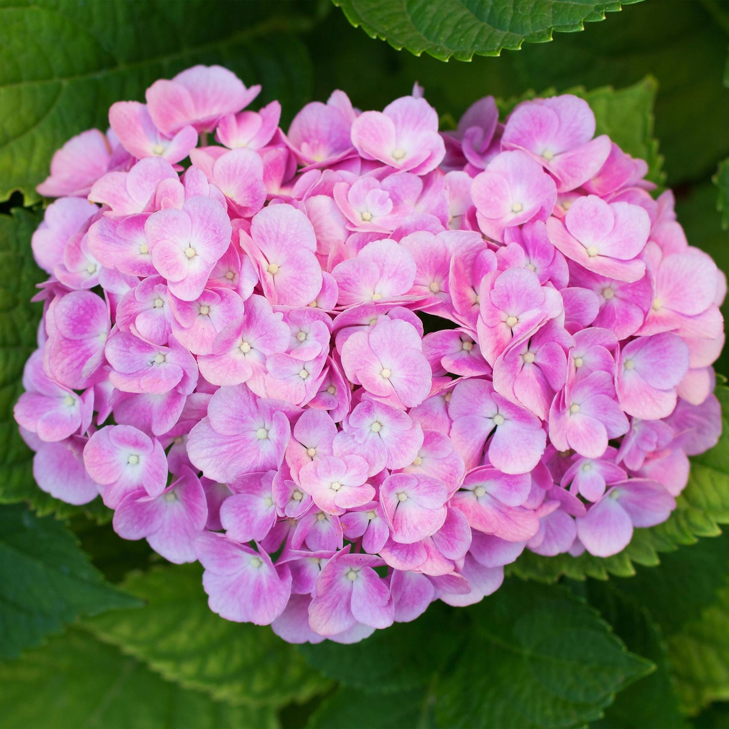 Green boutiQ - Hortensia - Hydrangea macrophylla Roze - Bloem Roze - 3 Planten - 1 m2 - Bladverliezend - Weinig Onderhoud - Pot 17cm Hoogte 30cm