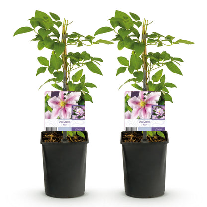 Clematis 'Piilu' - Clematis - Pot 11cm - Hoogte 40cm