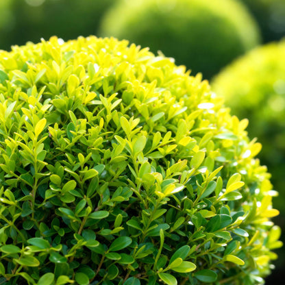 Green boutiQ - Buxus Bol - BetterBuxus Skylight - Resistant tegen de Buxus Schimmel - 2 planten - pot 23cm bol 25cm