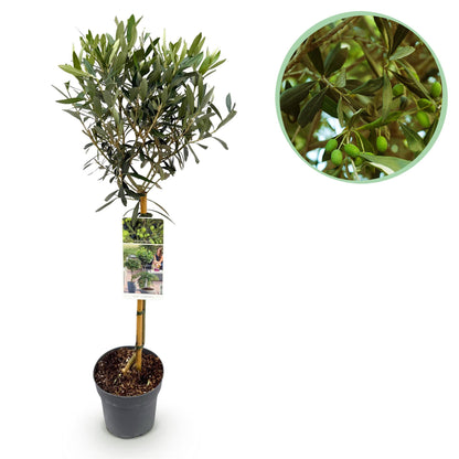 Olea Europaea op stam - Olijf - hoogte 90cm