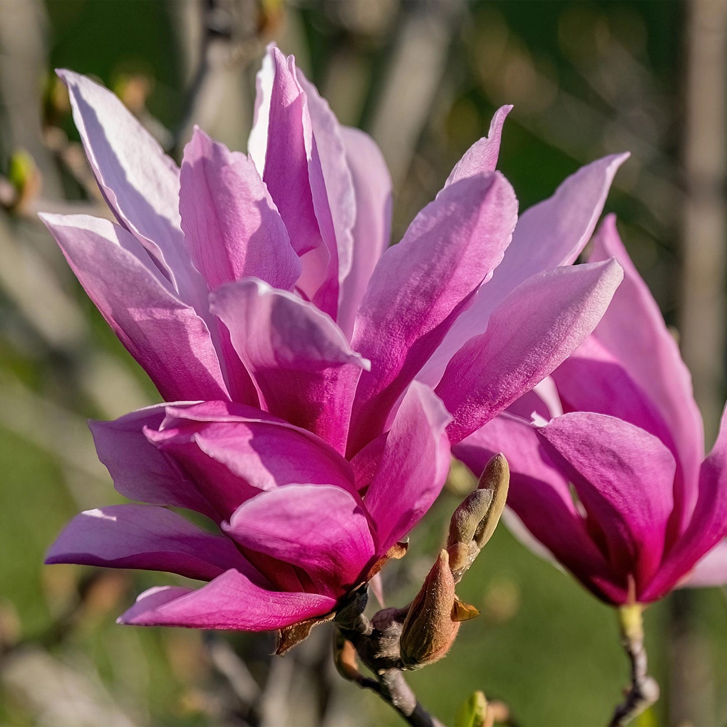 Magnolia liliiflora 'Nigra' - Magnolia - hoogte 30cm