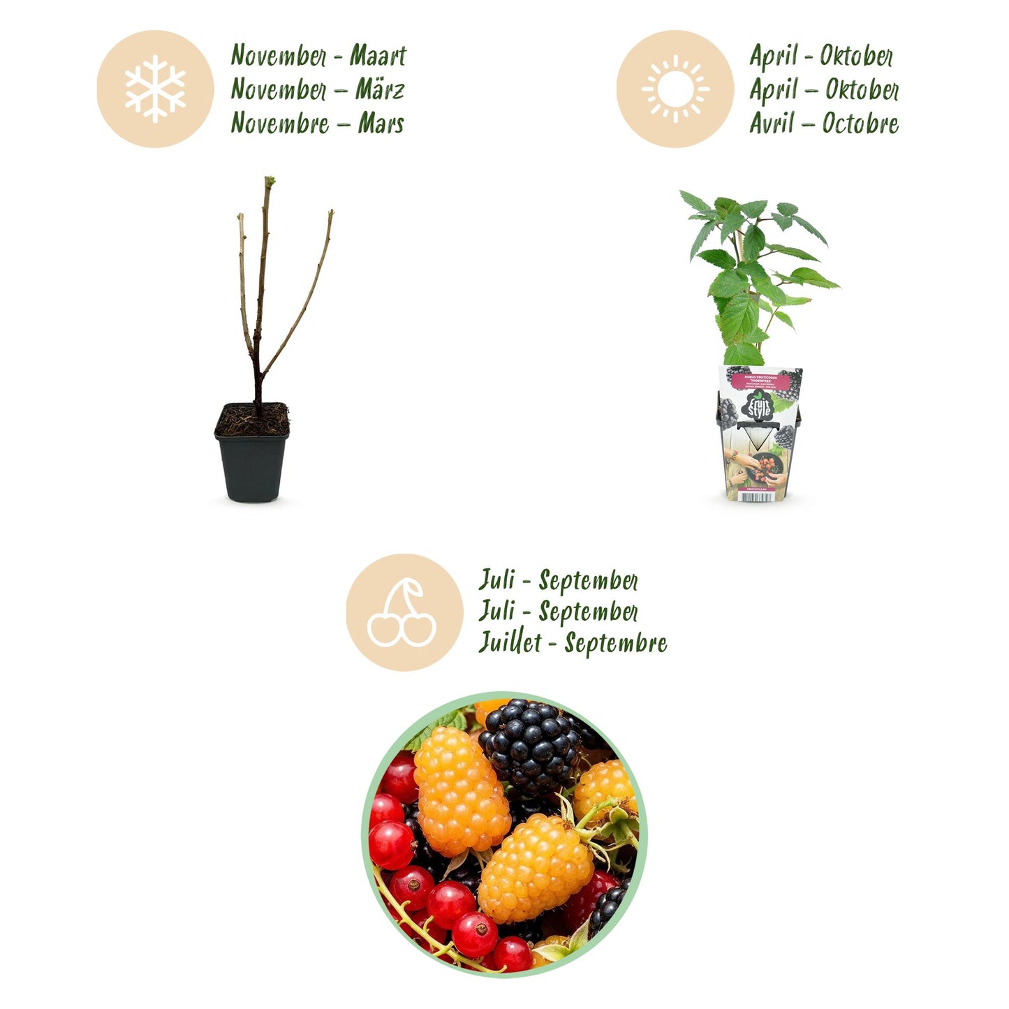 Fruitplantenmix - Rode Bes, Gele Framboos, Zwarte Braam - 3 planten - Pot  9cm