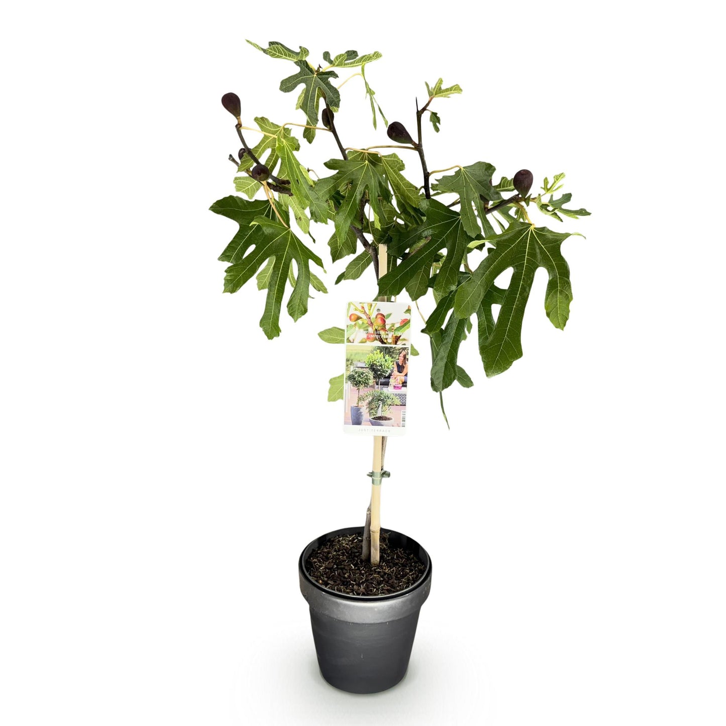 Ficus carica 'Little Miss Figgy' op stam - Vijg - hoogte 90cm