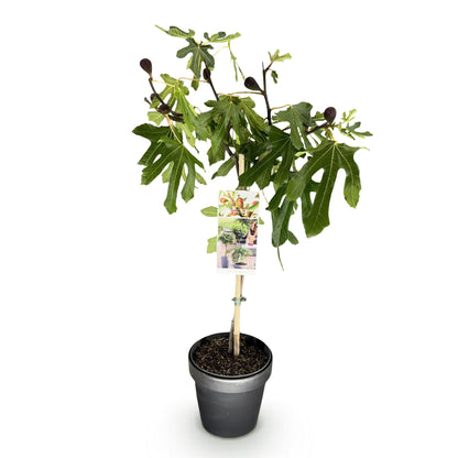 Ficus carica 'Little Miss Figgy' op stam - Vijg - hoogte 90cm
