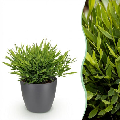 Green boutiQ - Kamerplant - Bamusa Pogonatherum Monica - Bamboegras - Huisdiervriendelijke Plant - Groen - 1 Plant - met Potter Grijs - Pot 12cm - Hoogte 20cm