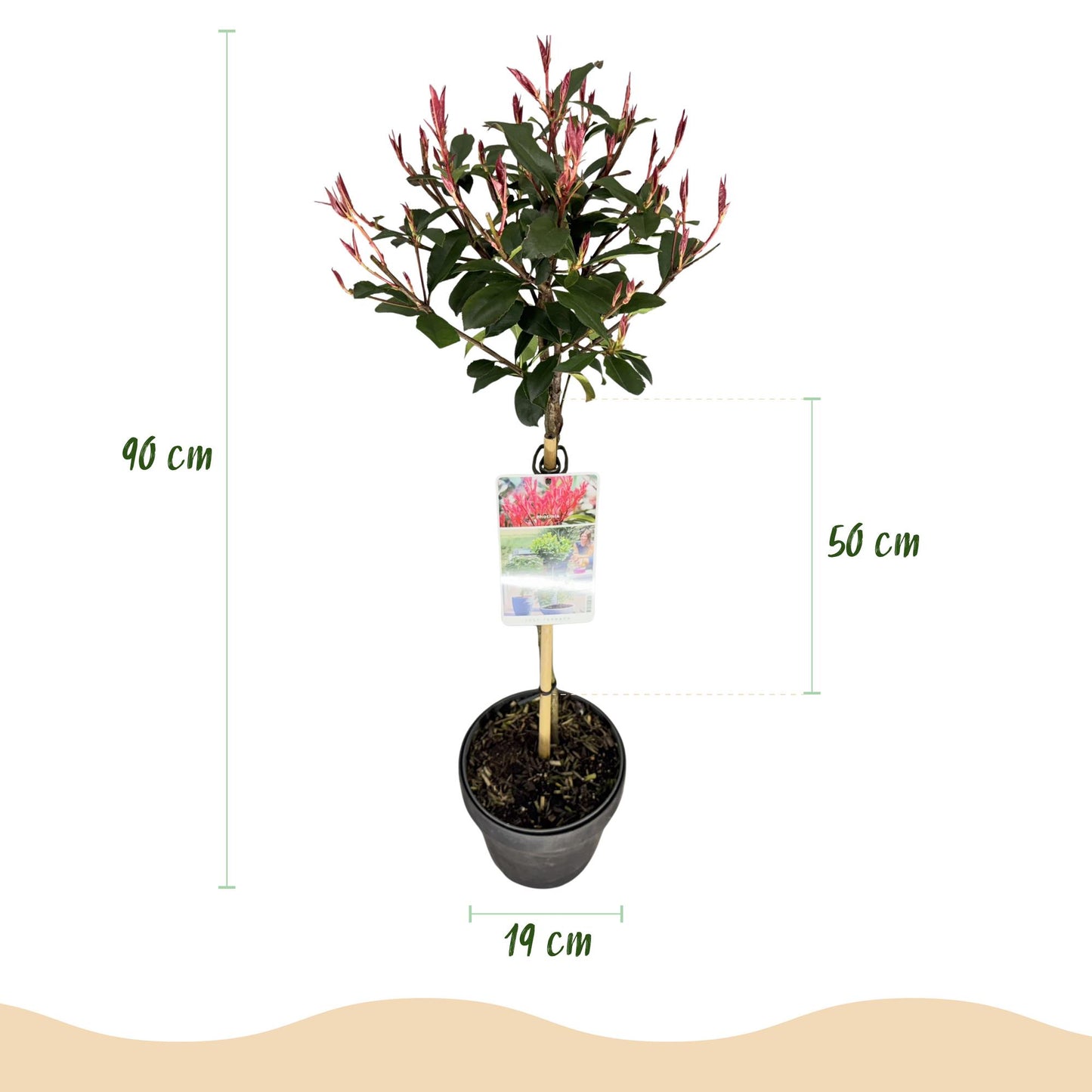 Photinia fraseri 'Carre Rouge' op stam - Glansmispel - hoogte 90cm