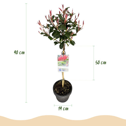 Photinia fraseri 'Carre Rouge' op stam - Glansmispel - hoogte 90cm