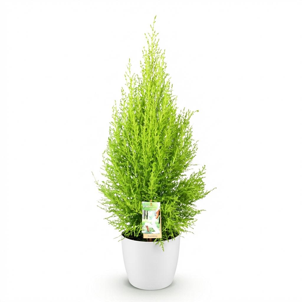 Cupressus Gold Crest Wilma - Kamerconifeer - incl. pot wit - pot 21cm - hoogte 85-95cm
