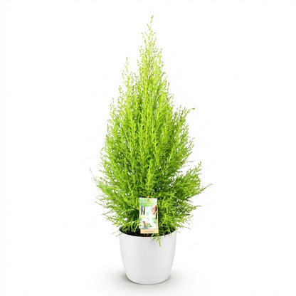 Cupressus Gold Crest Wilma - Kamerconifeer - incl. pot wit - pot 21cm - hoogte 85-95cm