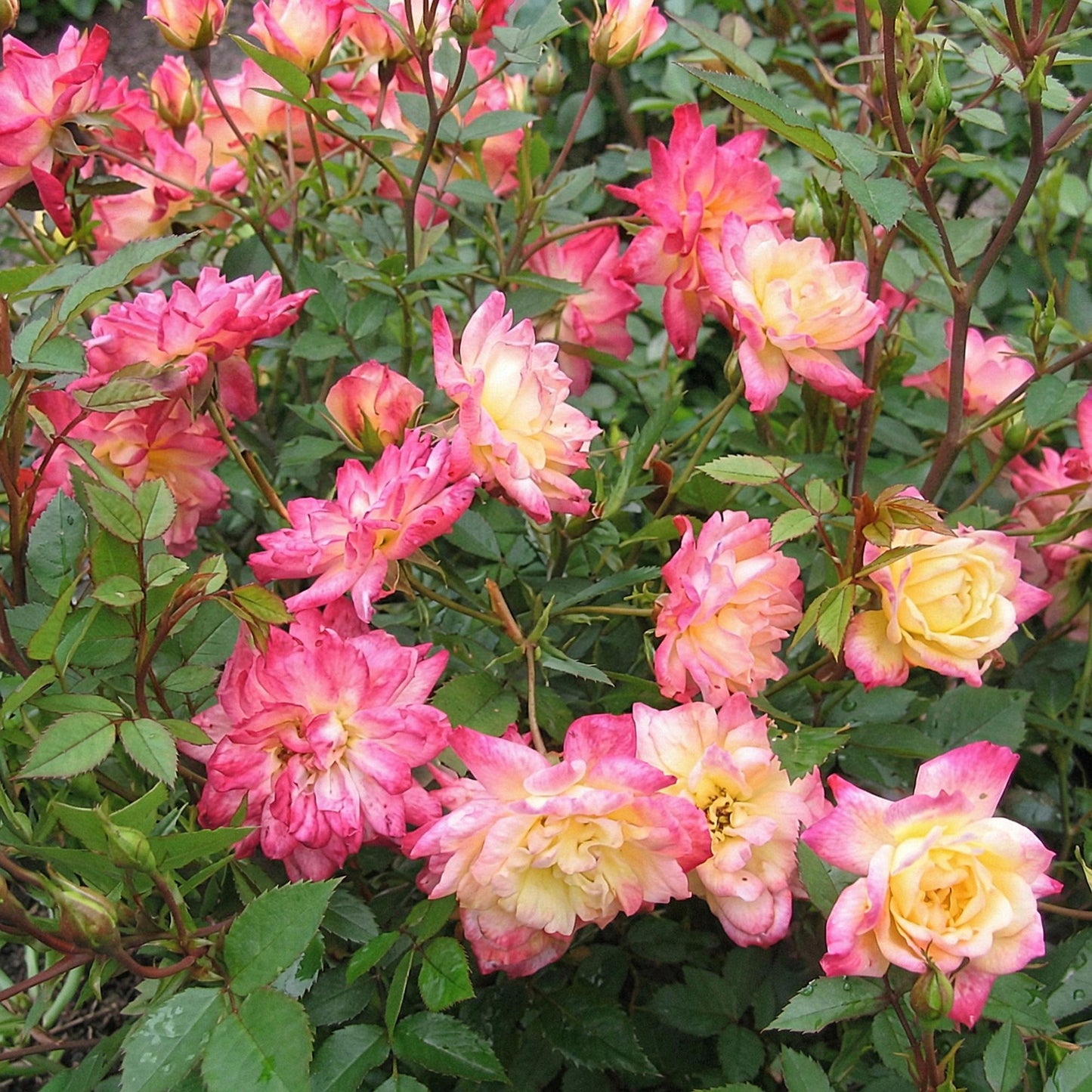 Rosa 'Tricolor Fairy' - Roos - hoogte 20-25cm