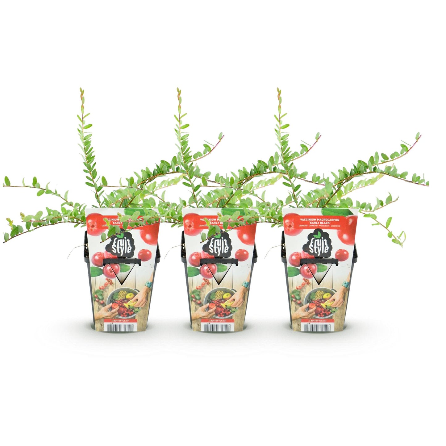 Vaccinium macrophylla 'Early Black' - Cranberriebes - 3 planten - Pot 9cm