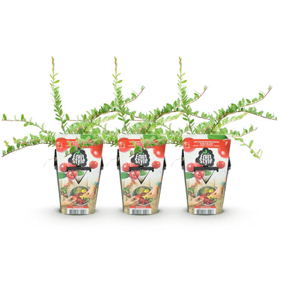 Vaccinium macrophylla 'Early Black' - Cranberriebes - 3 planten - Pot 9cm