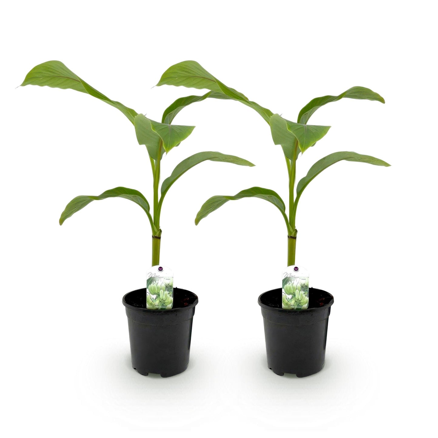 Musa 'Basjoo' - winterharde Bananenboom - 2 planten - Pot 17cm - Hoogte 40cm