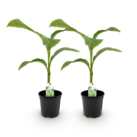 Musa 'Basjoo' - winterharde Bananenboom - 2 planten - Pot 17cm - Hoogte 40cm