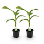 Musa 'Basjoo' - winterharde Bananenboom - 2 planten - Pot 17cm - Hoogte 40cm