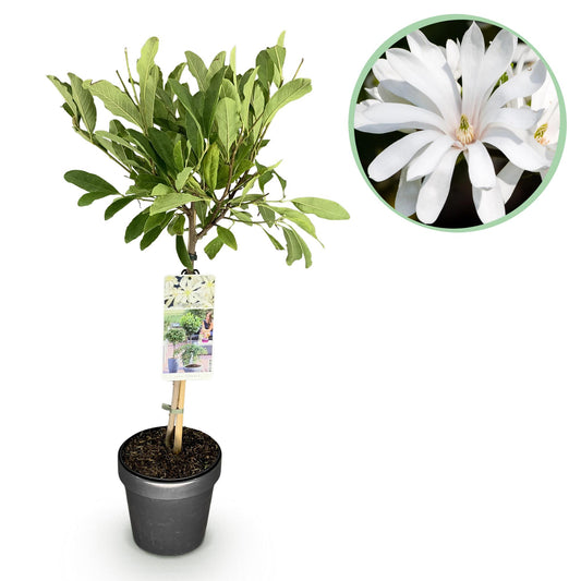 Magnolia stellata op stam - Stermagnolia - hoogte 90cm