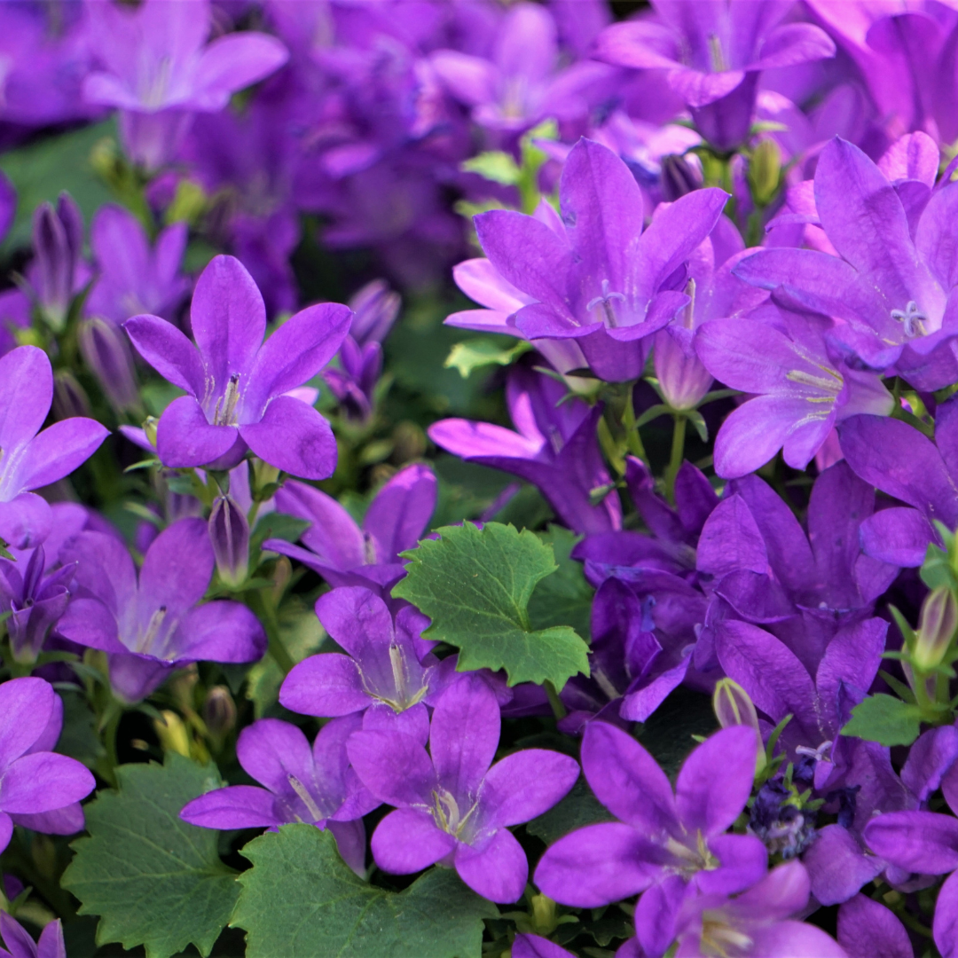 Campanula portenschlagiana - Klokjesbloem