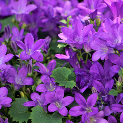 Campanula portenschlagiana - Klokjesbloem