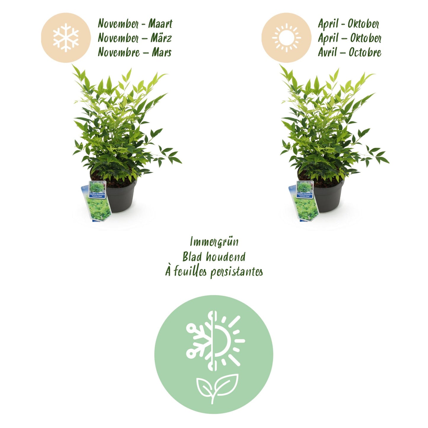 Nandina 'Lemon & Lime' - Schijnbamboe - hoogte 45cm
