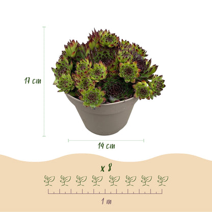 Sempervivum 'Big Sam' - Huislook - hoogte 17