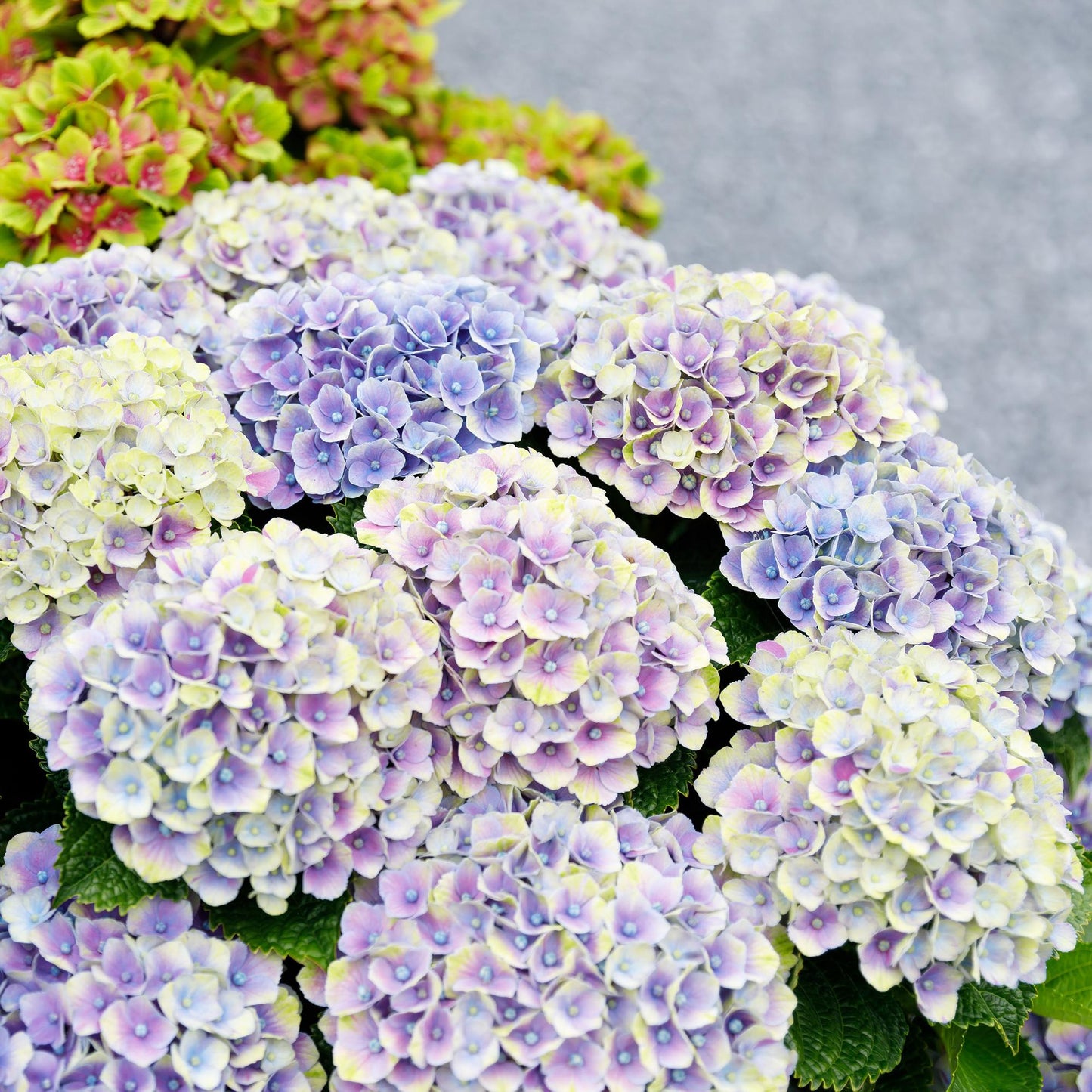 Hydrangea 'Magical Jewel Blue' - Blauwe Hortensia - 6-10 Bloemen - hoogte 55cm