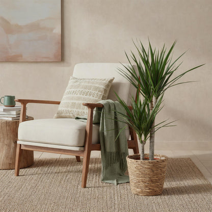 Dracaena Marginata - Drakenbloedboom - 1 plant - pot 21cm - hoogte 90-100cm