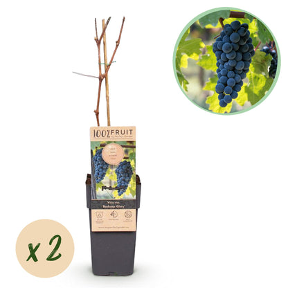 Vitis vinifera 'Boskoop Glory' - Blauwe Druif