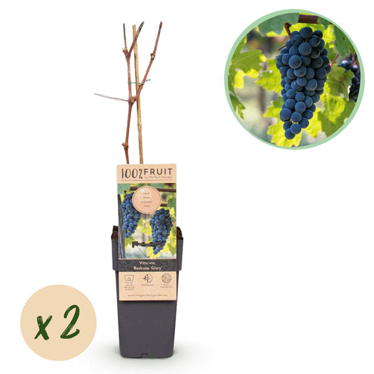 Vitis vinifera 'Boskoop Glory' - Blauwe Druif
