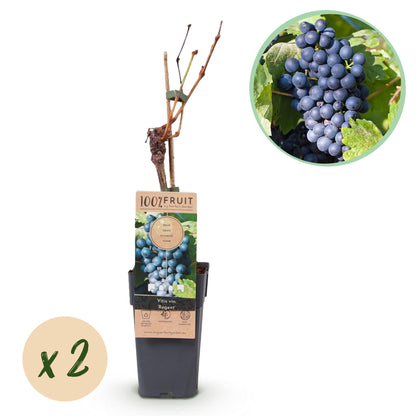 Vitis vinifera 'Regent' - Blauwe Druif (geent)