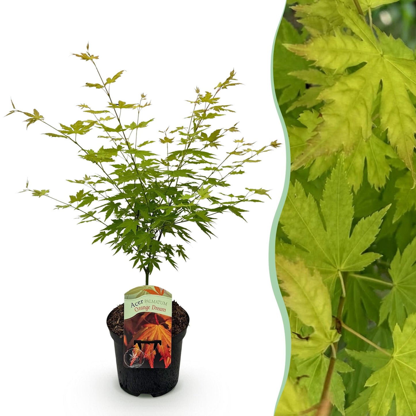 Acer palmatum 'Orange Dream' - Japanse Esdoorn - hoogte 70cm