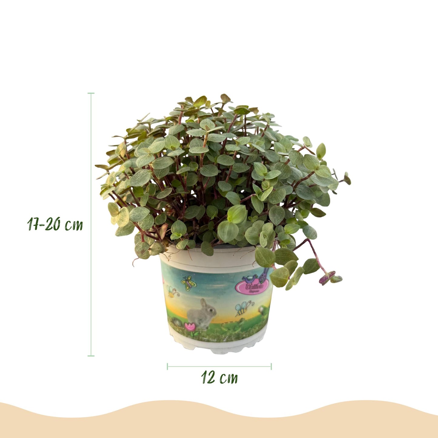 Calissia repens - Schildpad plant - pot 12cm - hoogte 14cm