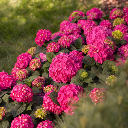 Green boutiQ - Tuinplant - Hydrangea Endles Summer Summer Love Red - Hortensia - Winterhard - Rood - 4 Planten - Pot 14cm - Hoogte 20-25cm