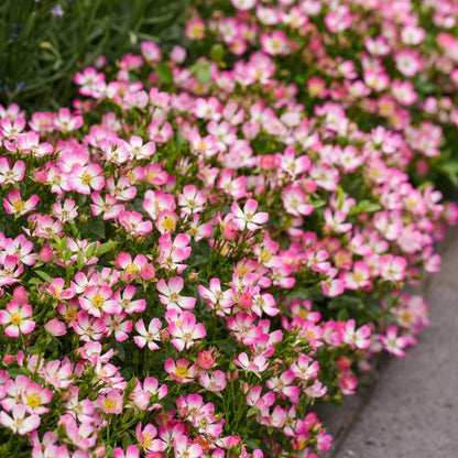 Rosa 'Cutie Pie' - Roos - hoogte 20-25cm