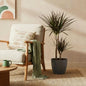 Dracaena Magenta - Drakenbloedboom - incl. pot grijs - pot 21cm - hoogte 90-100cm